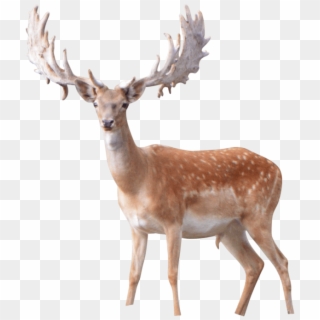 Best Elk Png - Antler Clipart