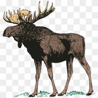 Canadian Moose Png Clipart