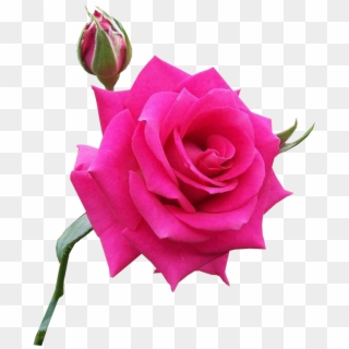 Flor Rosa Pink Png - Garden Roses Clipart