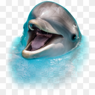 Dolphin - Cgi Dolphin Clipart