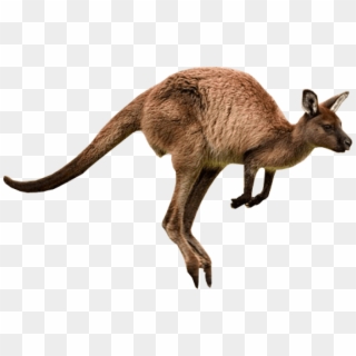 Download Kangaroo Jumps Png Images Background - Kangaroo Png Clipart