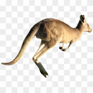 Kangaroo Jumping White Background Clipart