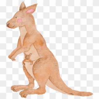 Hand Painted Kangaroo Transparent Animal Png Clipart