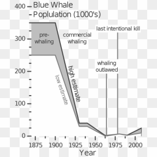 Blue Whale Population V1 - Blue Whale Statistics Clipart