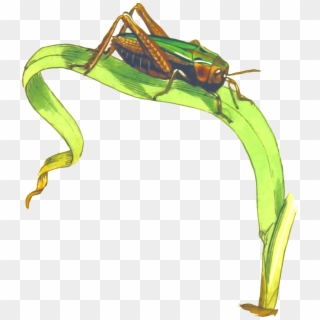 Cricket Insect Png Clipart - Grasshopper On Grass Clipart Transparent Png