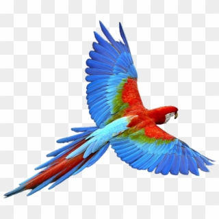 Colorful Flying Birds Png - Parrot Png Clipart