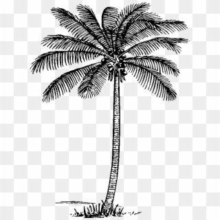Graphic Royalty Free Download Palm Trees Clipart Black - Coconut - Png Download