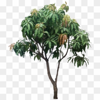 Mangifera Indica, Small Tree - Mango Tree Png Hd Clipart