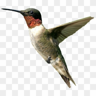 Hummingbird Png File - Ruby Throated Hummingbird Png Clipart