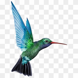 Hummingbird Png Free Download Clipart
