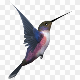 Flying Bird Png Free Clipart