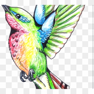 Hummingbird Png Transparent Images - Drawing Clipart