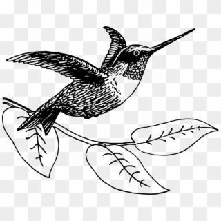 Drawn Hummingbird Png Transparent - Hummingbird Picture Black And White Clipart