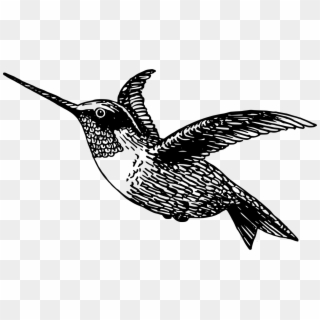 Black-chinned Hummingbird Drawing Black And White - Black And White Hummingbird Vector Clipart