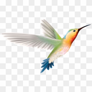 Free Png Download Hummingbird Art Png Images Background - Ruby-throated Hummingbird Clipart