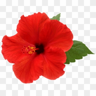 Hibiscus Flower Png - Hibiscus Png Clipart