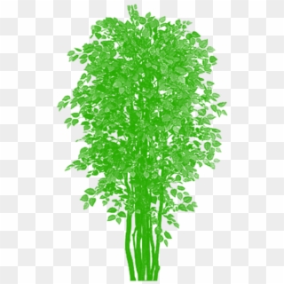 Tree Clipart Png Plan - Plants Transparent Png
