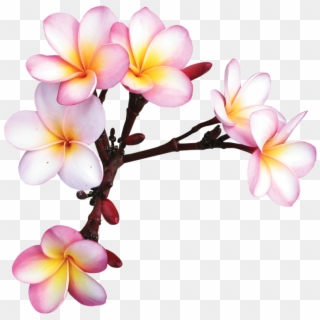 Фотки Exotic Flowers, Tropical Flowers, Colorful Flowers, Clipart