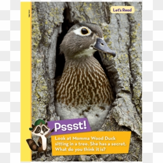 Treetop Duckies - Thrush Clipart
