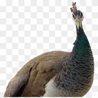 Peacock, Animal, Peacock Korunkatý, Feather, Bird - Pavo Real Con Fondo Transparente Clipart