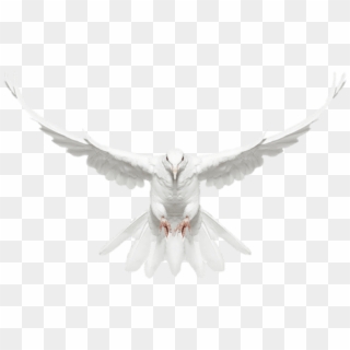 Free Png Download White Dove In Flight Free Clip-art - White Dove In Flight Transparent Png