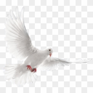 White Dove Flying Png Clipart