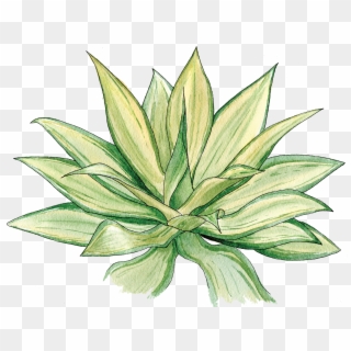 Agave Png Clipart