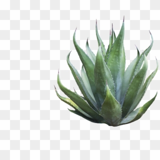 Agave Azul , Png Download Clipart