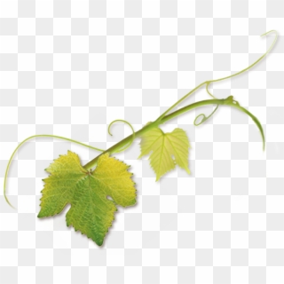 “novavine Was Born Of My Own Experience Buying Grapevines - Grape Tendril Png Clipart
