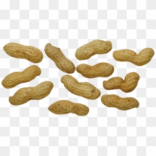Peanut Png - Peanut Clipart