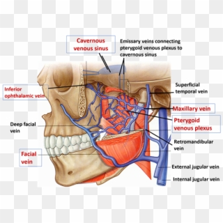 Maxillary Vein And Superficial Temporal Vein Clipart