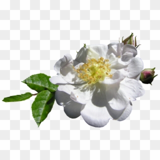 White Single Rose - Burnet Rose Clipart