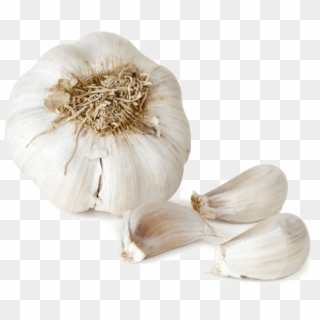 Free Png Download Garlic Png File Png Images Background - Garlic Png Clipart
