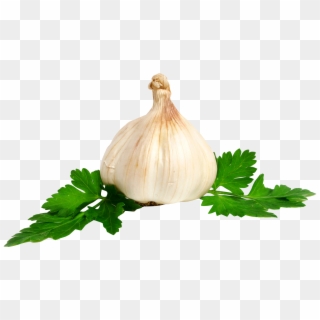 Garlic - Garlic .png Clipart