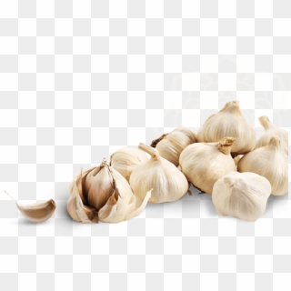 Free Png Download Garlic Image Png Images Background - Garlic Clipart