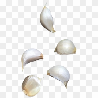 Garlic Clipart