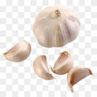 Garlic Free Png Image Download - Garlic Clipart