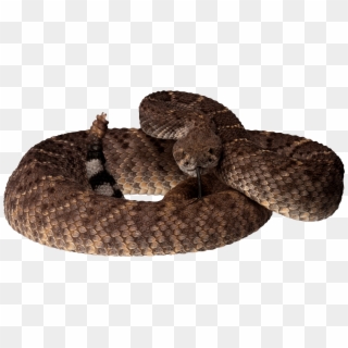 Brown Snake - Rattlesnake Image Transparent Background Clipart