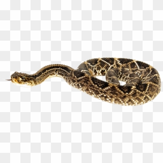Snake Brown Png Clipart