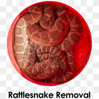 Rattlesnake Clipart Orange Snake - Python - Png Download