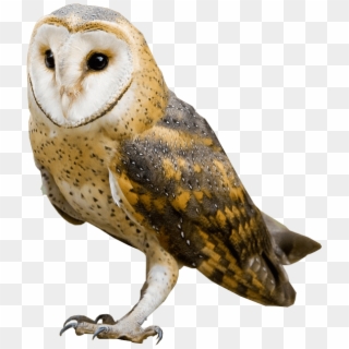 Barn Owl Png Clipart