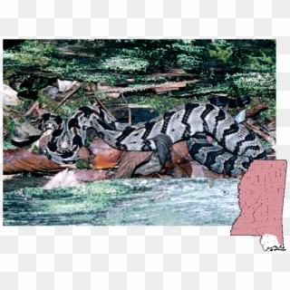 Canebrake Rattlesnake - Burmese Python Clipart