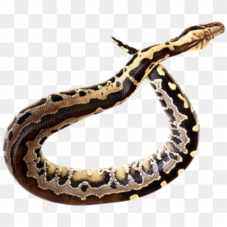 Rattlesnake Clipart Transparent - Transparent Snake Png