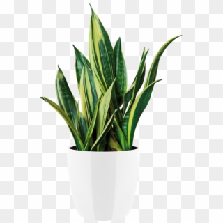 Indoor Plant Png Clipart
