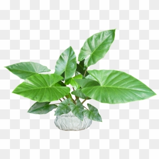 Leaves, Plant, Pot, Tropical, Houseplant - Flowerpot Clipart