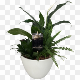 The Peace Lily Planter - Flowerpot Clipart
