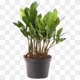 Delray Plants Zz Plant Easy Care Live House Plant, - Young Zamioculcas Clipart