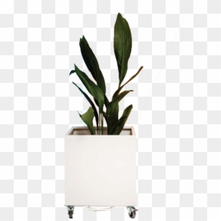 Web Cubic Planter - Houseplant Clipart