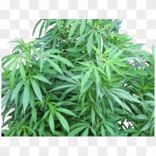 Weed Plant Png - Medical Marijuana Clipart