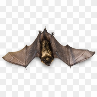 Real Bat Png Image Background - Bat Animal Png Clipart